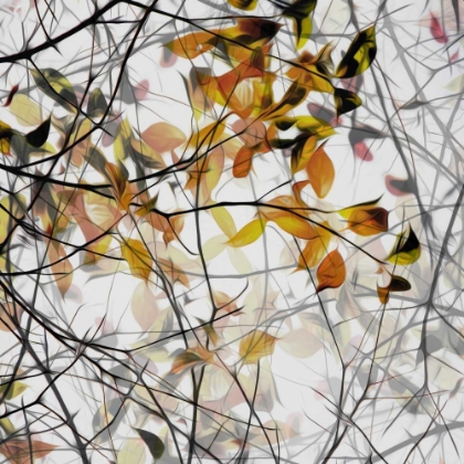 Picture of AUTUMN SONG