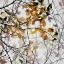Picture of AUTUMN SONG