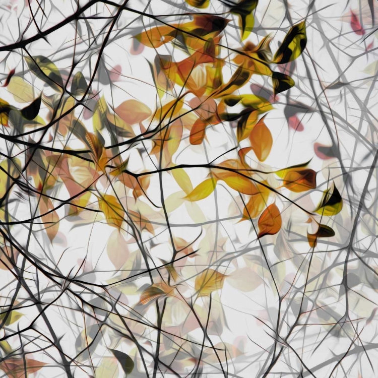 Picture of AUTUMN SONG