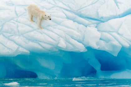Picture of POLAR BEAR