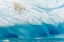 Picture of POLAR BEAR