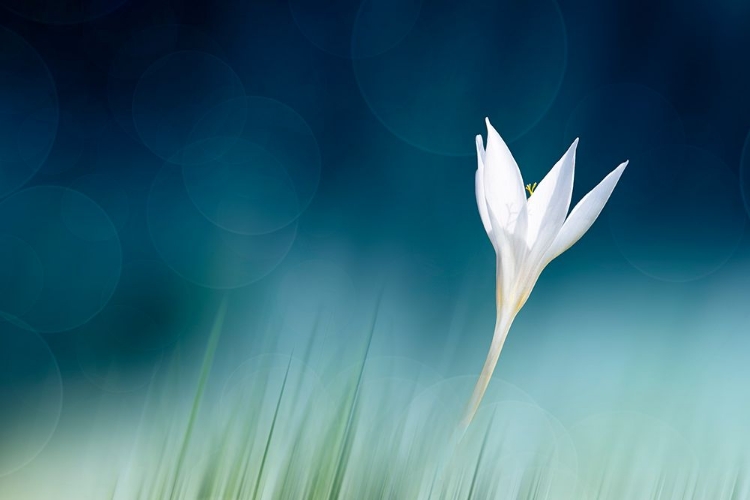 Picture of LONELY