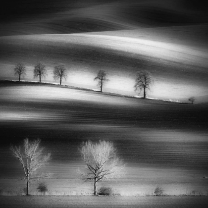 Picture of TREES