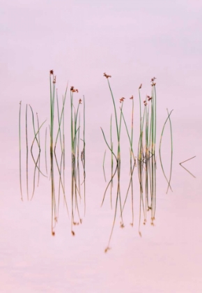 Picture of REFLECTION OF SERENITY