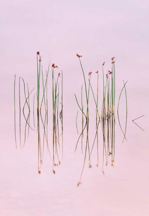 Picture of REFLECTION OF SERENITY