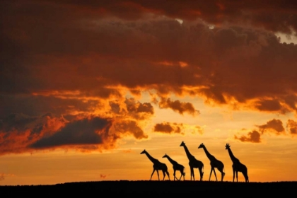 Picture of FIVE GIRAFFES