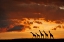 Picture of FIVE GIRAFFES