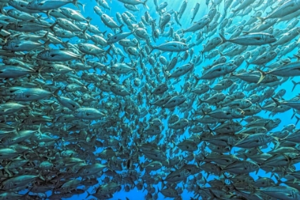 Picture of SPLITTED SCHOOL OF JACKFISH