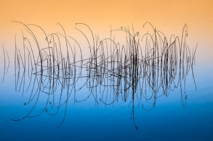 Picture of SWEDISH