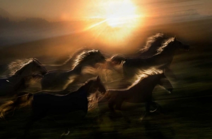Picture of MORNING  GALLOP