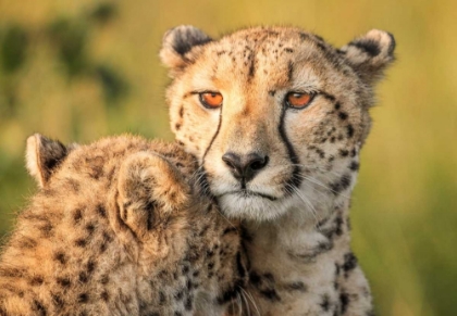 Picture of CHEETAH EYES