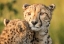 Picture of CHEETAH EYES