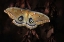 Picture of POLYPHEMUS
