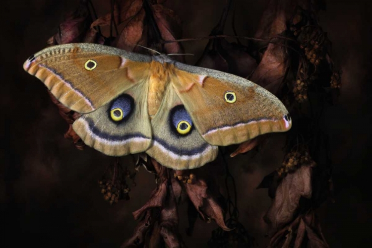 Picture of POLYPHEMUS