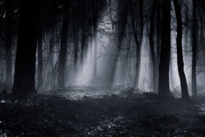 Picture of CAPELA FOREST