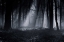 Picture of CAPELA FOREST