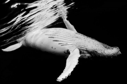 Picture of BLACK AND WHALE