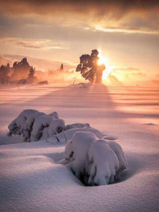 Picture of AFTER THE STORM