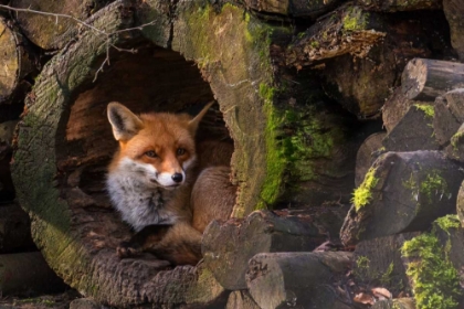 Picture of FOX