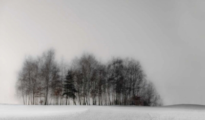 Picture of WINTER FOREST