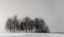 Picture of WINTER FOREST