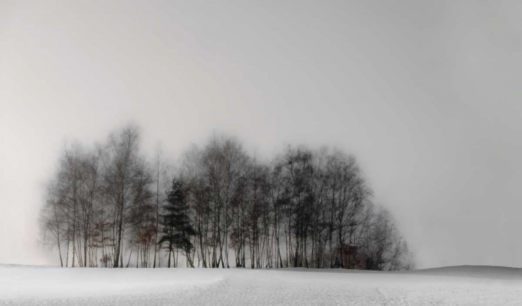 Picture of WINTER FOREST