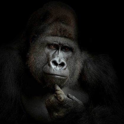 Picture of EGO COGITO, ERGO SUM