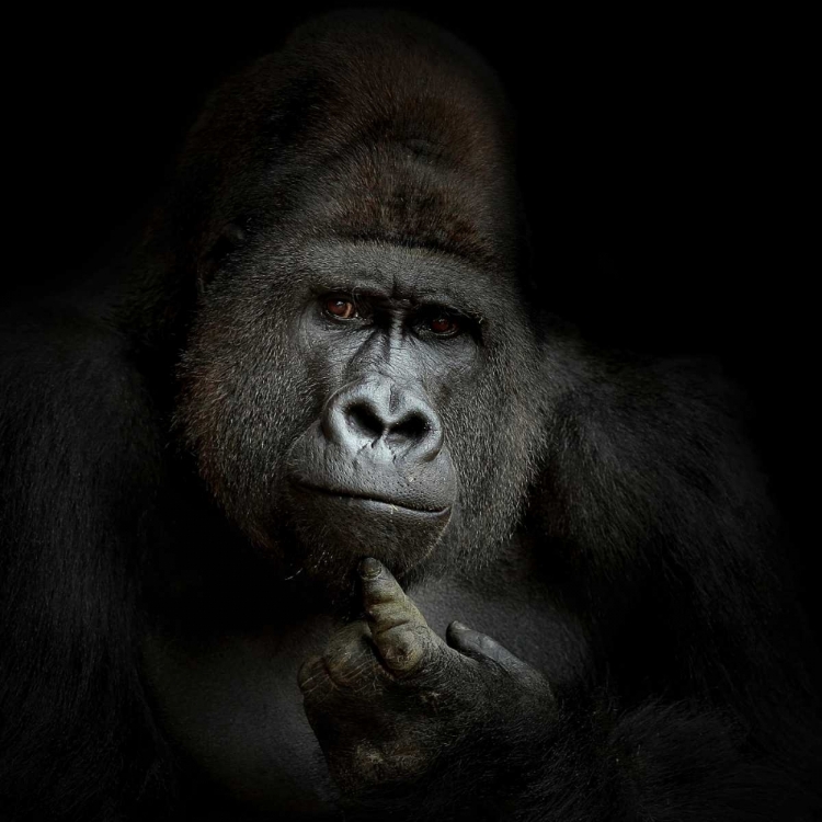 Picture of EGO COGITO, ERGO SUM
