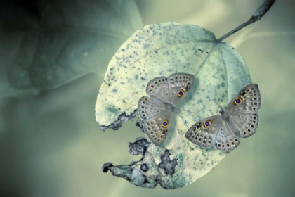 Picture of DUET