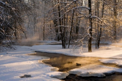 Picture of THE FIRST LIGHT