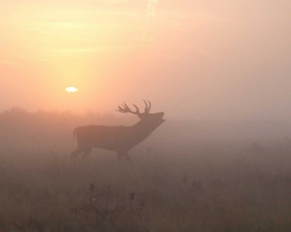 Picture of MISTY MORNING STAG