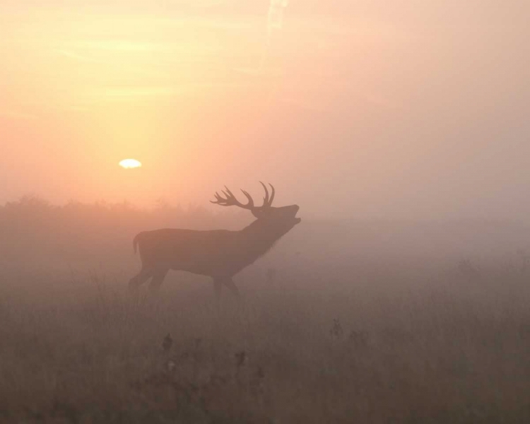 Picture of MISTY MORNING STAG