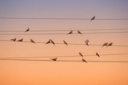 Picture of MUSIC OF LIGHT
