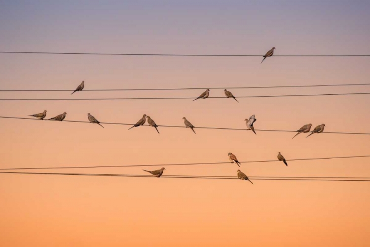 Picture of MUSIC OF LIGHT