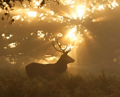 Picture of GHOST OF THE FOREST