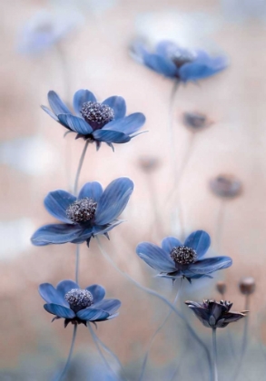 Picture of COSMOS BLUE