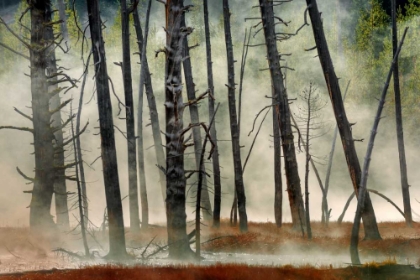 Picture of DEAD WOOD