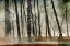 Picture of DEAD WOOD