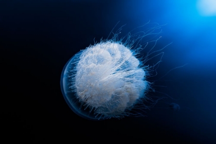 Picture of JELLYFISH