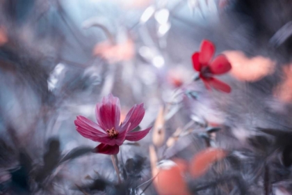 Picture of UNE AUTRE FLEUR, UNE AUTRE HISTOIRE