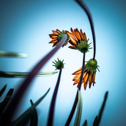 Picture of FLOWERLOVE