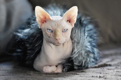 Picture of CLEO