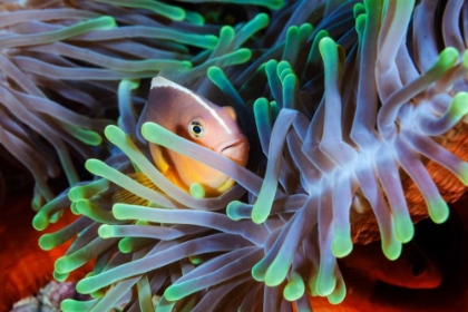 Picture of CLOWNFISH