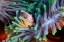 Picture of CLOWNFISH