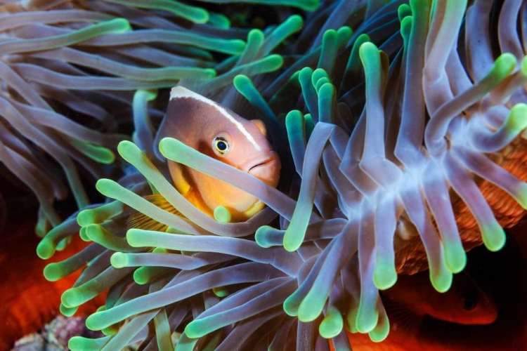 Picture of CLOWNFISH