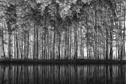 Picture of POINTILLISM NATURE