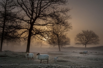 Picture of FOGGY MORNING