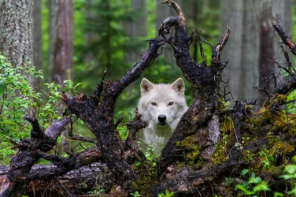 Picture of WOLF