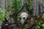 Picture of WOLF
