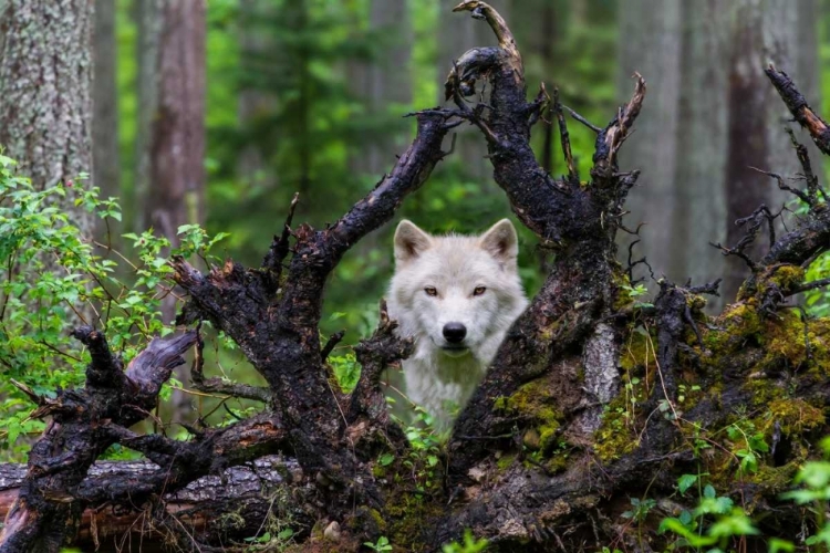 Picture of WOLF